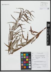 Foto von Salix viminalis L.